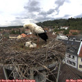 12_00-nest.jpg