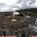 12_05-nest.jpg
