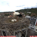 12_10-nest.jpg