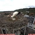 12_15-nest.jpg