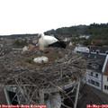 12_20-nest.jpg