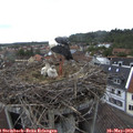 12_35-nest.jpg