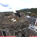 12_40-nest.jpg
