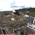 12_45-nest.jpg