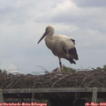 12_50-mast.jpg