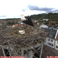 12_50-nest.jpg