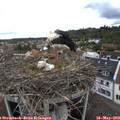 12_55-nest.jpg