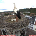 13_00-nest.jpg