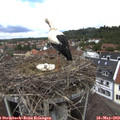 13_05-nest.jpg