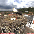 13_10-nest.jpg