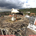 13_15-nest.jpg