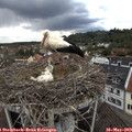 13_20-nest.jpg