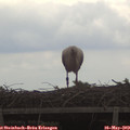13_25-mast.jpg