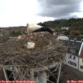 13_25-nest.jpg