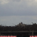 13_30-mast.jpg