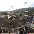 13_30-nest.jpg