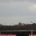 13_35-mast.jpg
