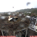 13_35-nest.jpg