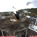 13_40-nest.jpg