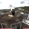 13_45-nest.jpg