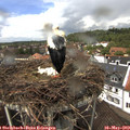 13_50-nest.jpg