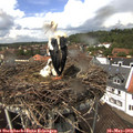 13_55-nest.jpg