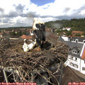 14_00-nest.jpg