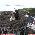 14_05-nest.jpg