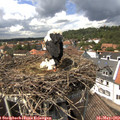 14_10-nest.jpg