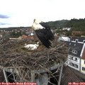 14_15-nest.jpg