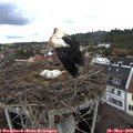 14_20-nest.jpg
