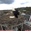 14_25-nest.jpg