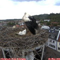 14_30-nest.jpg