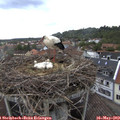14_35-nest.jpg