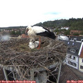 14_40-nest.jpg
