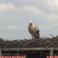 14_45-mast.jpg