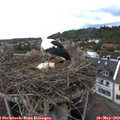 14_45-nest.jpg