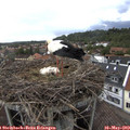 14_50-nest.jpg