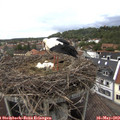 14_55-nest.jpg