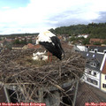 15_00-nest.jpg