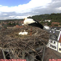 15_05-nest.jpg