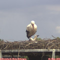 15_10-mast.jpg