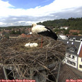 15_10-nest.jpg