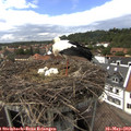 15_15-nest.jpg