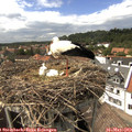 15_20-nest.jpg