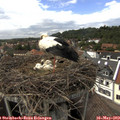 15_25-nest.jpg