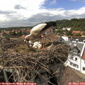 15_30-nest.jpg