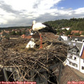 15_35-nest.jpg