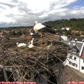 15_40-nest.jpg