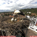 15_45-nest.jpg